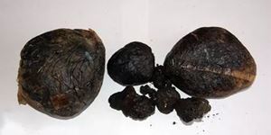 禁毒從你我做起：毒品基礎知識之傳統(tǒng)毒品——鴉片